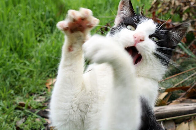 开云电竞-中国香港队如何在国际乒联混合团体世界杯赛场上脱颖而出，乒乓球香港队