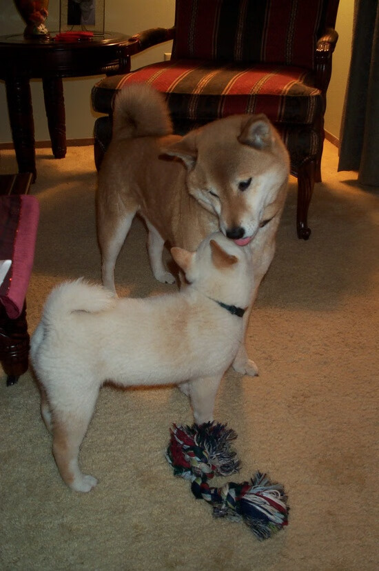 多特蒙德依靠速度制造反击机会，多特蒙德计划