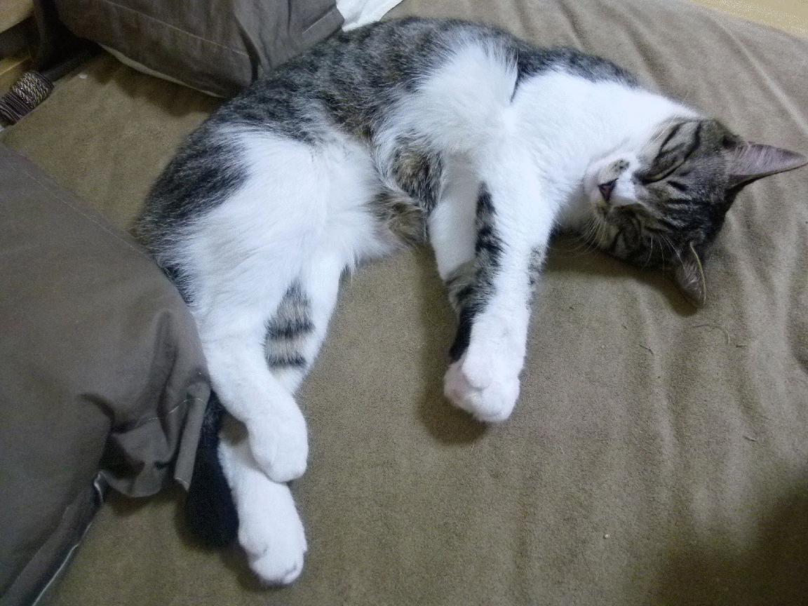 开云体育官方网站登陆-深圳领航队阵容重组主帅周鹏战术调整引期待，深圳领航队女领队