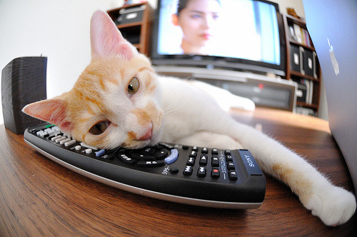 开云体育链接-“南非羚羊队的新面貌：萨尔·巴赫作为年轻领军人物”